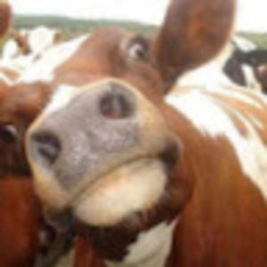 Meet your Posher, Kara